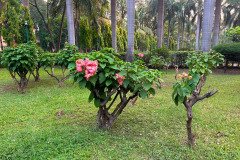 SRKSS_Plantation-14-2